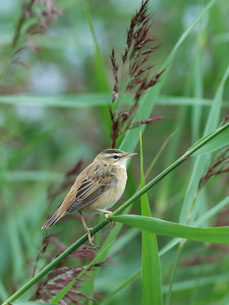 Ruokokerttunen, Sedge Warbler, Acrocephalus schoenobaenus